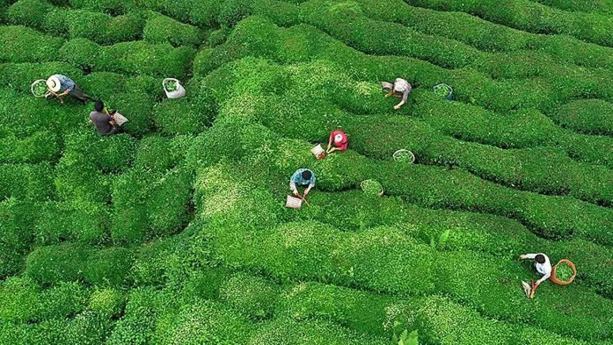Түрк чайынын экспортунан 2021-жылдын биринчи айында 1,6 миллион долларлык киреше түштү