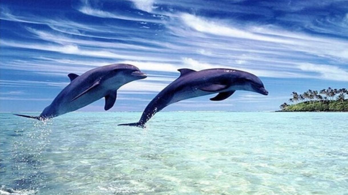 4 İyul – Beynəlxalq Əsir Delfinlər Günüdür