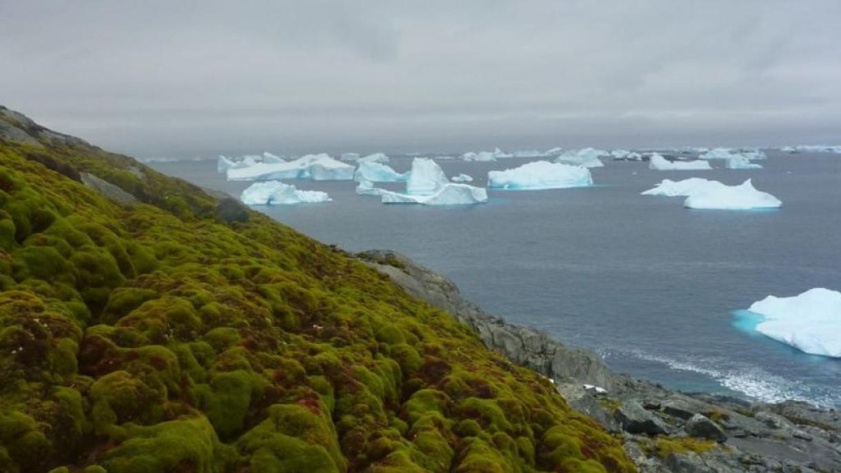 Antarktikanyň Ösümlik Gatlagy Üýtgeýär