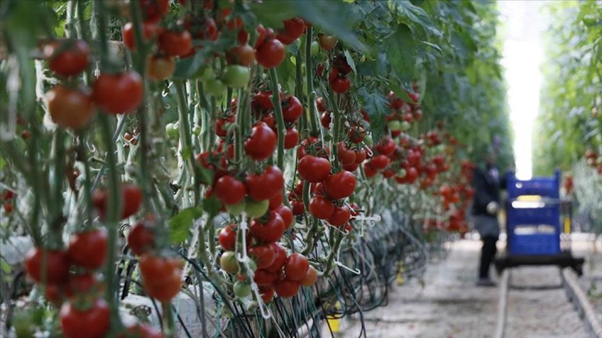 Türkiyenin ən çox pomidor istehsal edən ölkələrdən biri olduğunu bilirsinizmi?