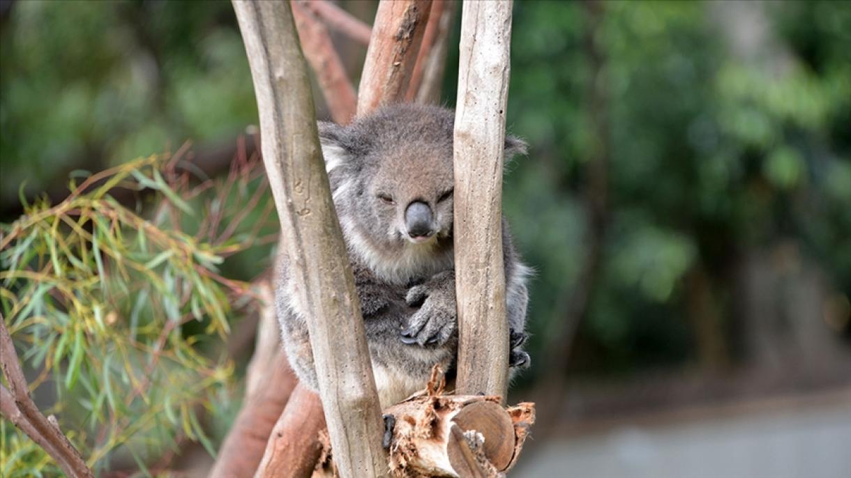 Австралияда коалалар үчүн орчундуу чечим