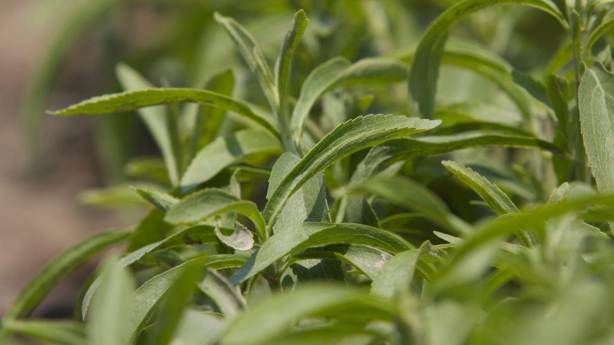 “Stevia” bitkisi artıq Türkiyənin Rizə vilayətində də əkilir