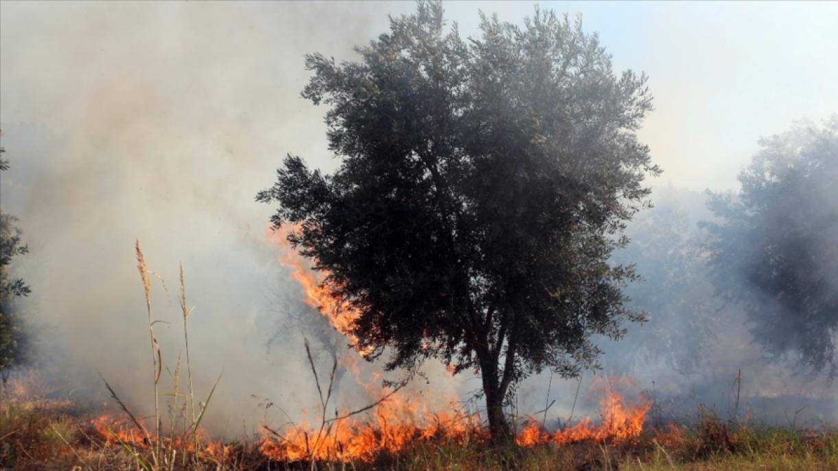 قابض یہودی آبادکاروں نے فلسطینیوں کی کئی ایکڑ زرعی اراضی جلا دی