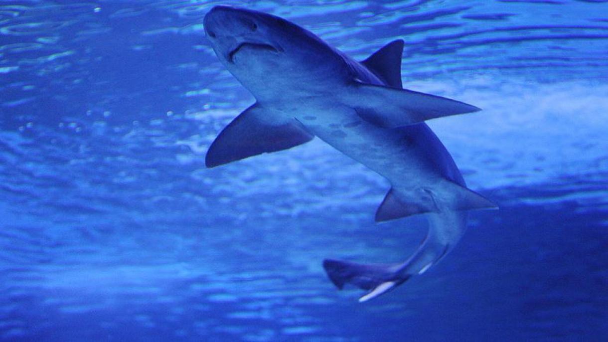 科学家发现最长寿鲨鱼 推测已512岁