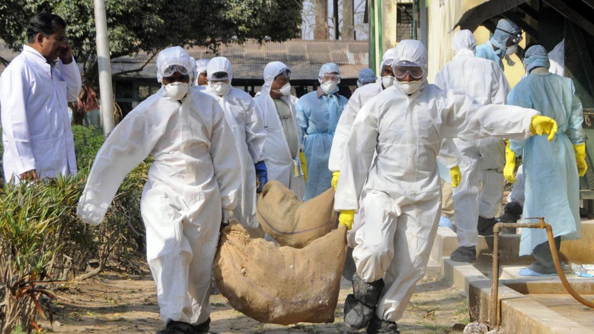 Hindistanda quş qripi epidemiyası sürətlə yayılır