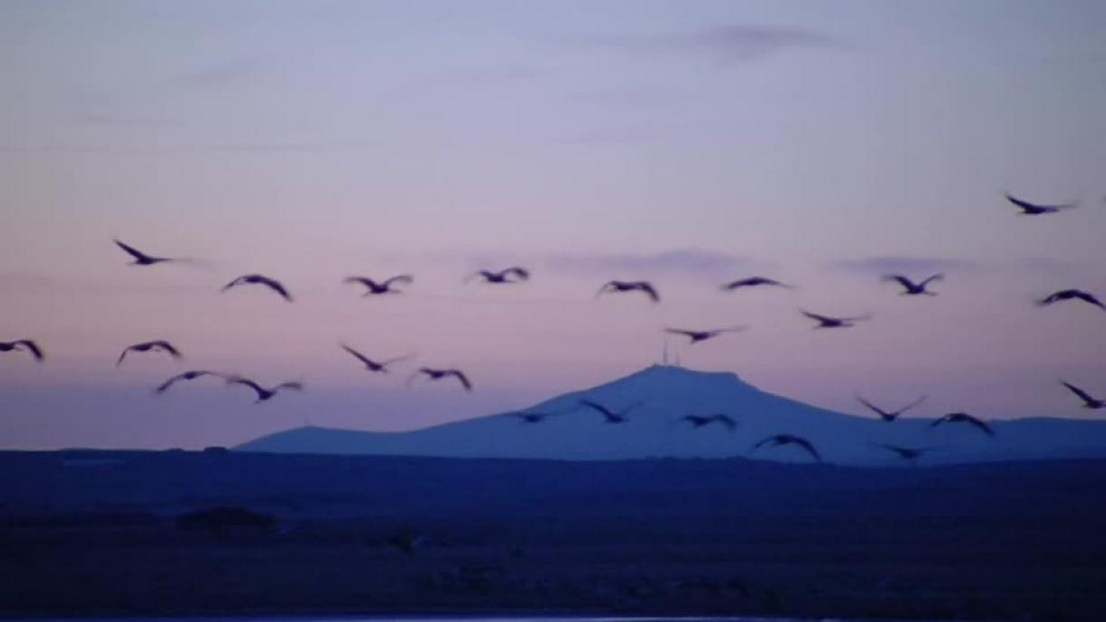 مرگ مشکوک صدها پرنده در "ولز"