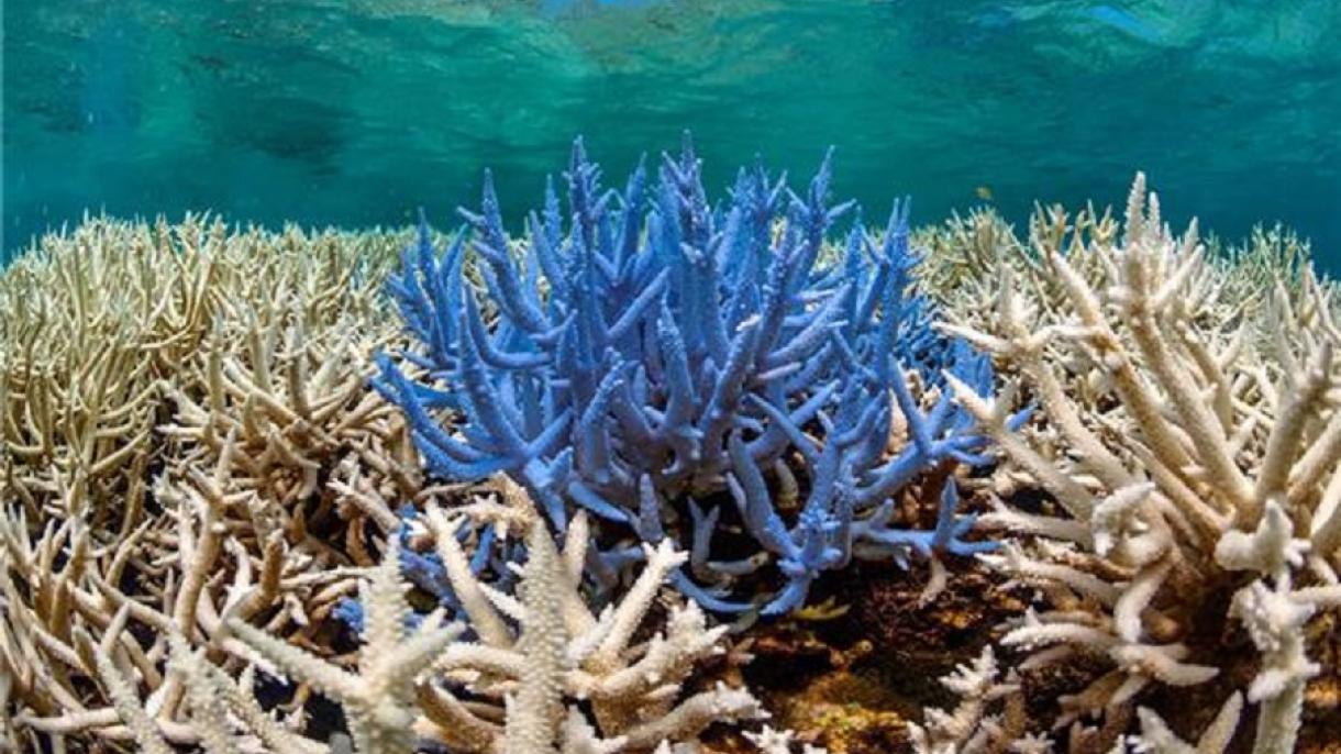 مرجان‌های مقاوم در برابر گرما ناجی اکوسیستم دریایی