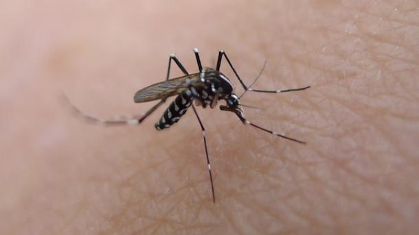 Zika virusunun yoluxma yolları ilǝ bağlı araşdırma aparılıb