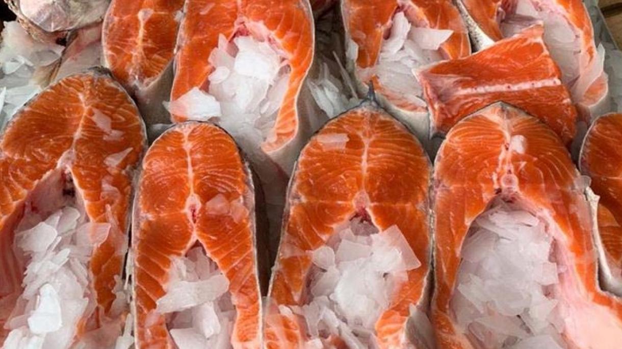 افزایش صادرات ماهی سالمون ترکیه در سه ماه اول سال جاری