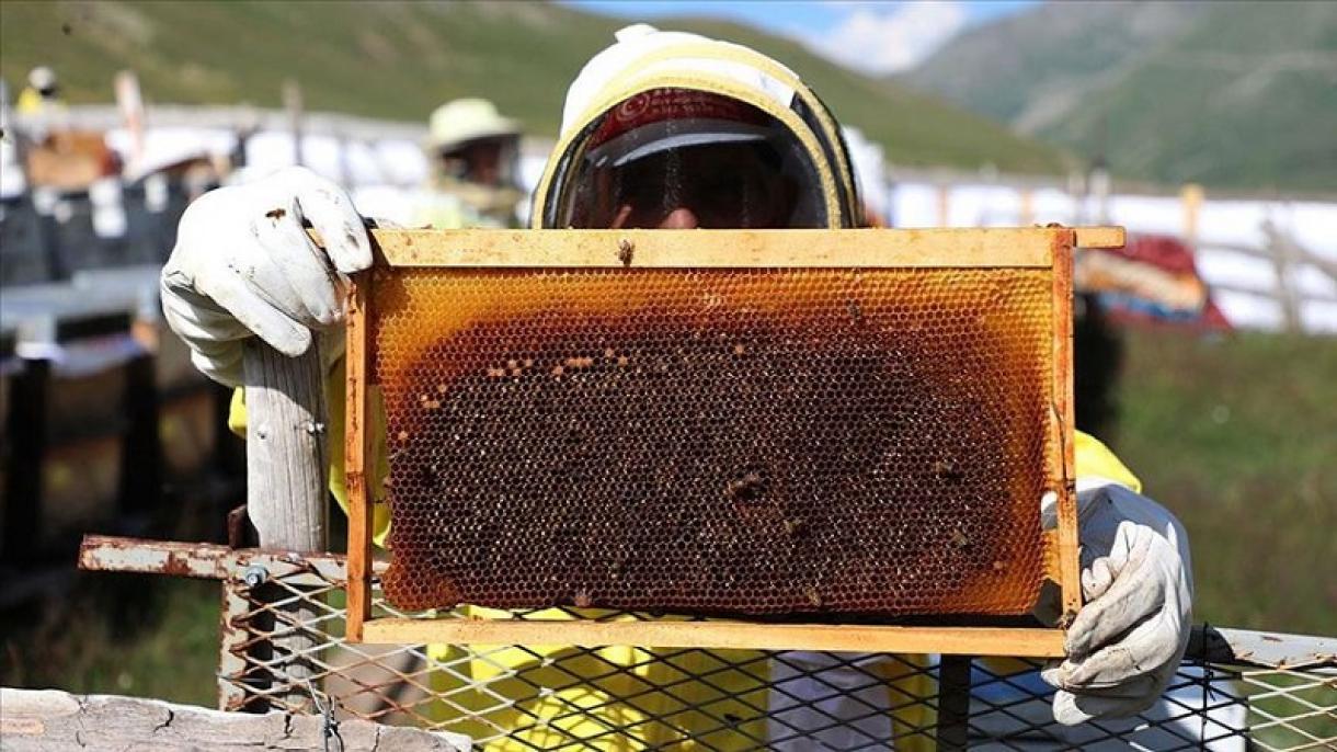 زنبورداری در شهر اردوی ترکیه