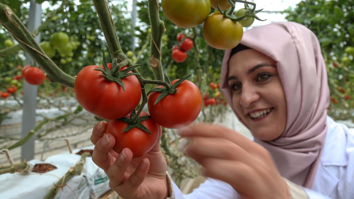 Türkiýäniň pomidor eksporty 13 göterim artyp 98 million dollara barabar boldy