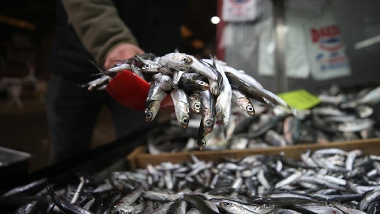 صادرات دو ماهه ماهی هامسی (آنچوی اروپایی)