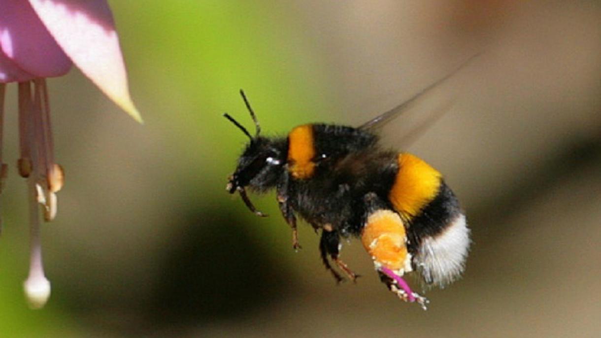 Las abejas sirven ya para desmantelar redes sociales criminales