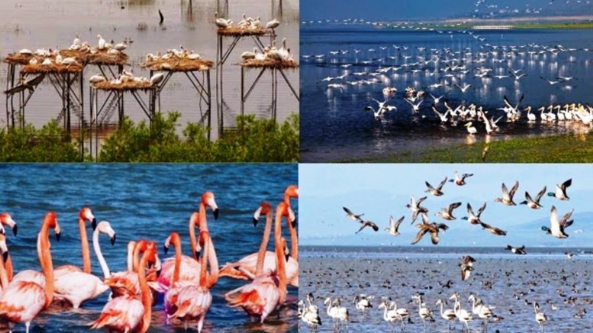 مانیاس بهشت پرندگان ترکیه