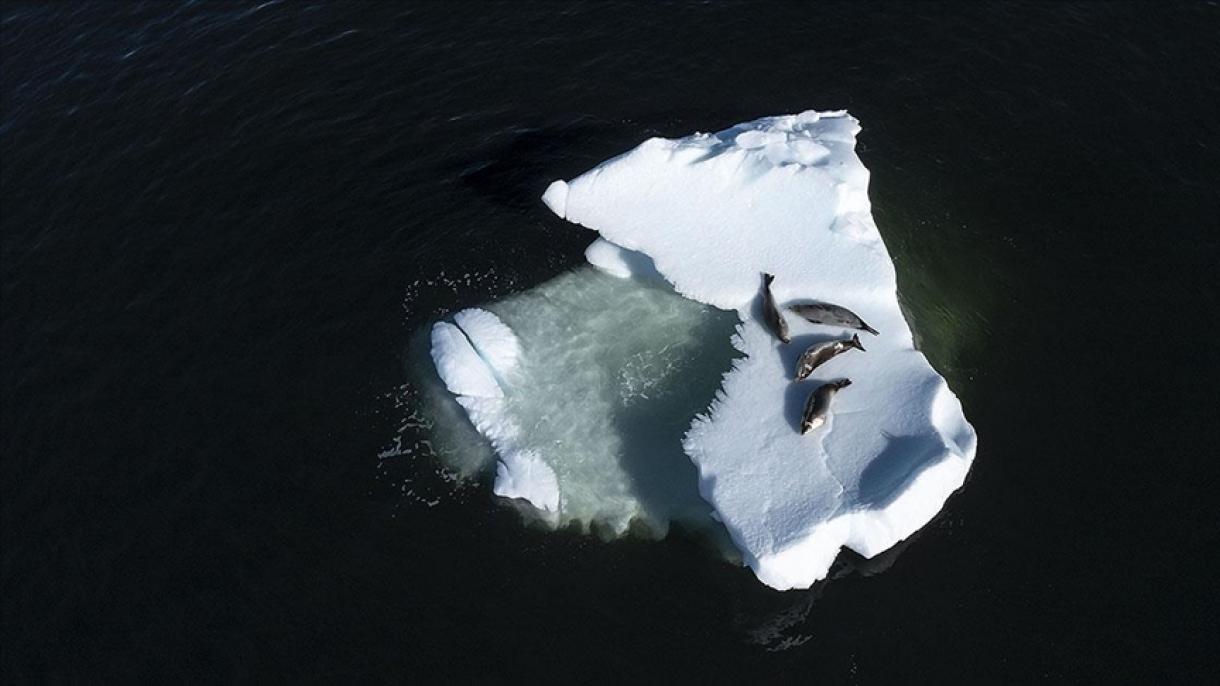 Antarktidada buz kütlələri gözləniləndən daha tez əriməkdədir