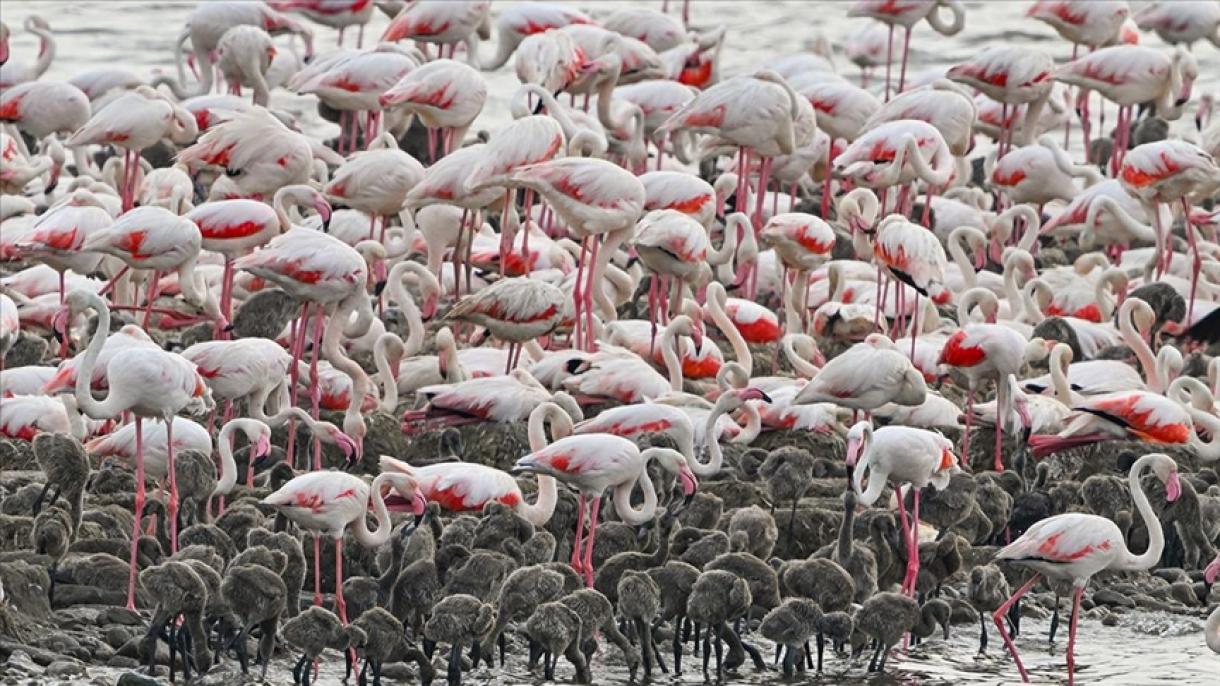 Grecia, cavi elettrici causano la morte di decine di fenicotteri che vivono intorno al lago Turlida