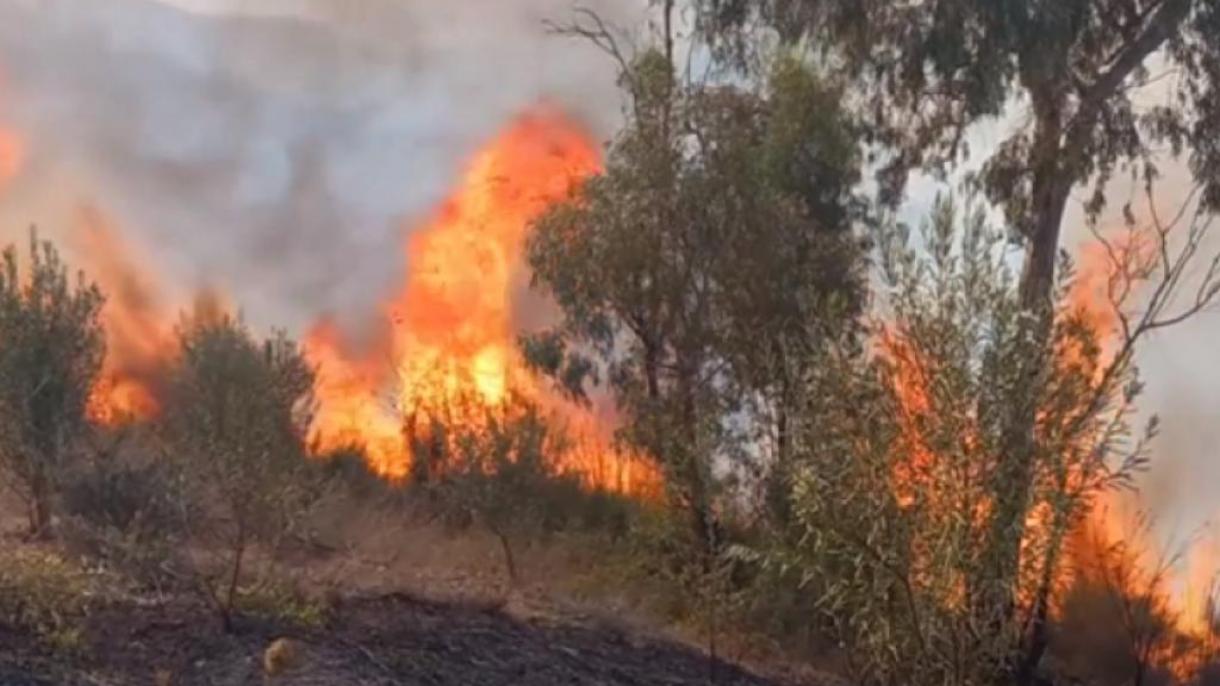 58 آتش‌سوزی جنگلی در مکزیک