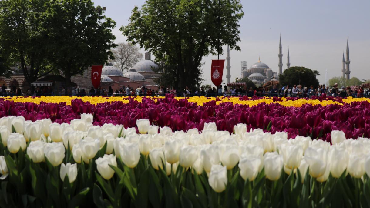 صادرات گل لاله ترکیه به 12 کشور جهان