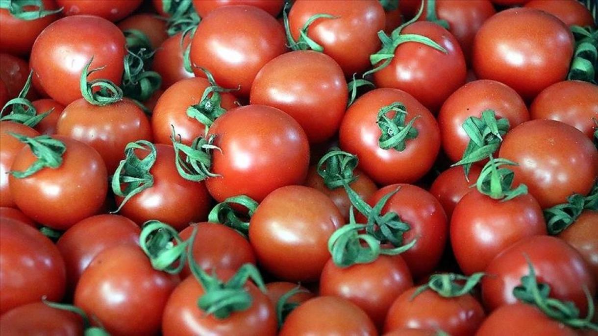 افزایش درآمد ترکیه از صادرات گوجه‌فرنگی