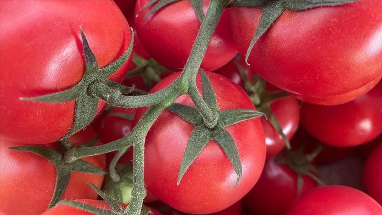 土耳其第一季度西红柿出口约2.亿美元
