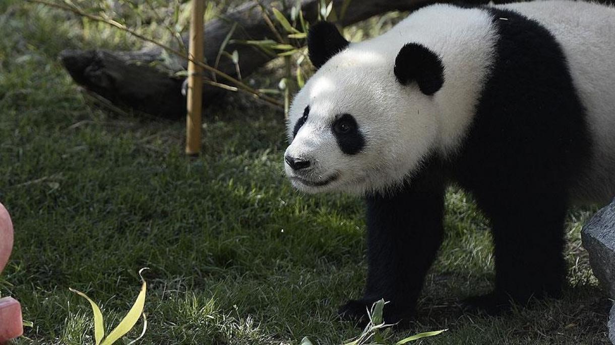 Böyük Pandalar ‘nəsli kəsilməkdə olan növlər’ təsnifatından çıxarıldı