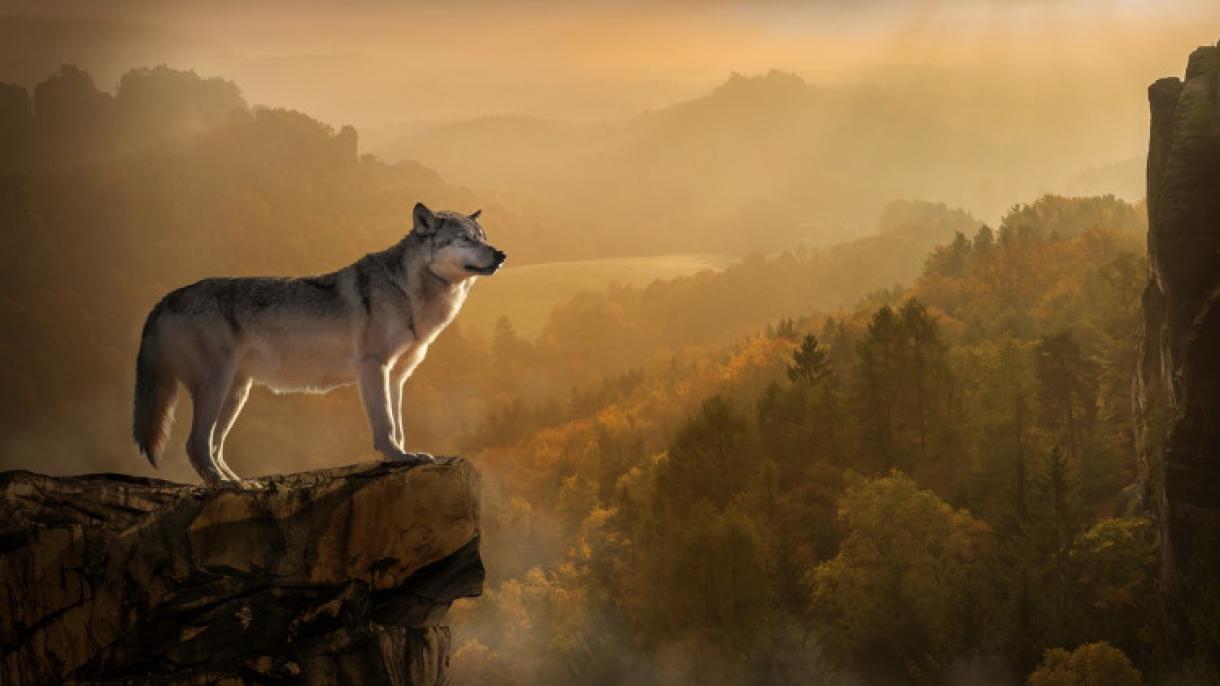 ¿Sabían que el lobo tiene un significado muy especial en la mitología turca?