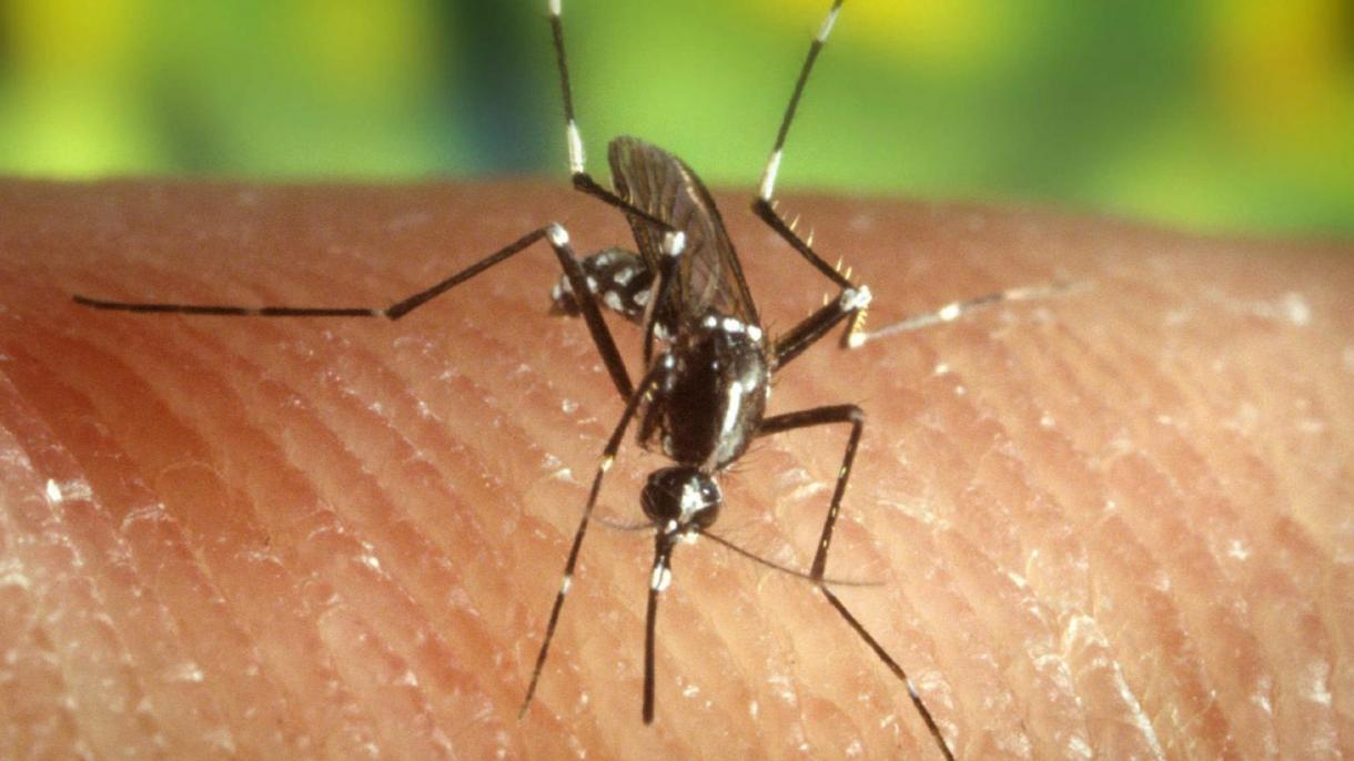 Perú decreta emergencia sanitaria por dengue en 226 distritos