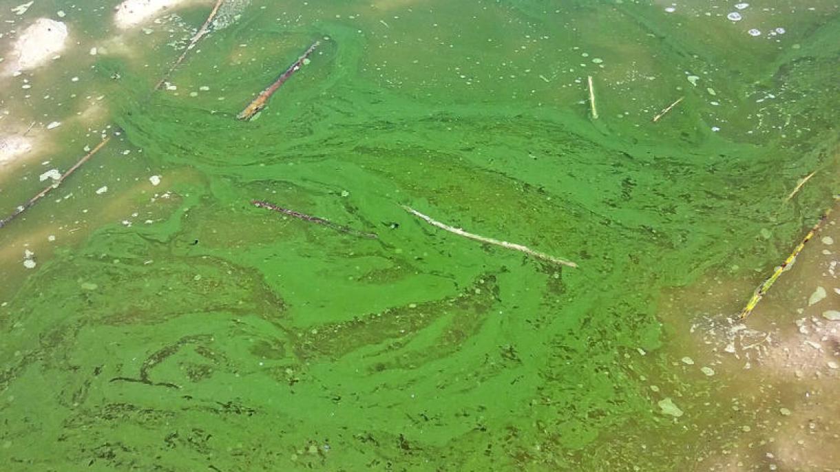 Emberre is veszélyes, mérgező algák lepték el Florida egyes partvidékeit