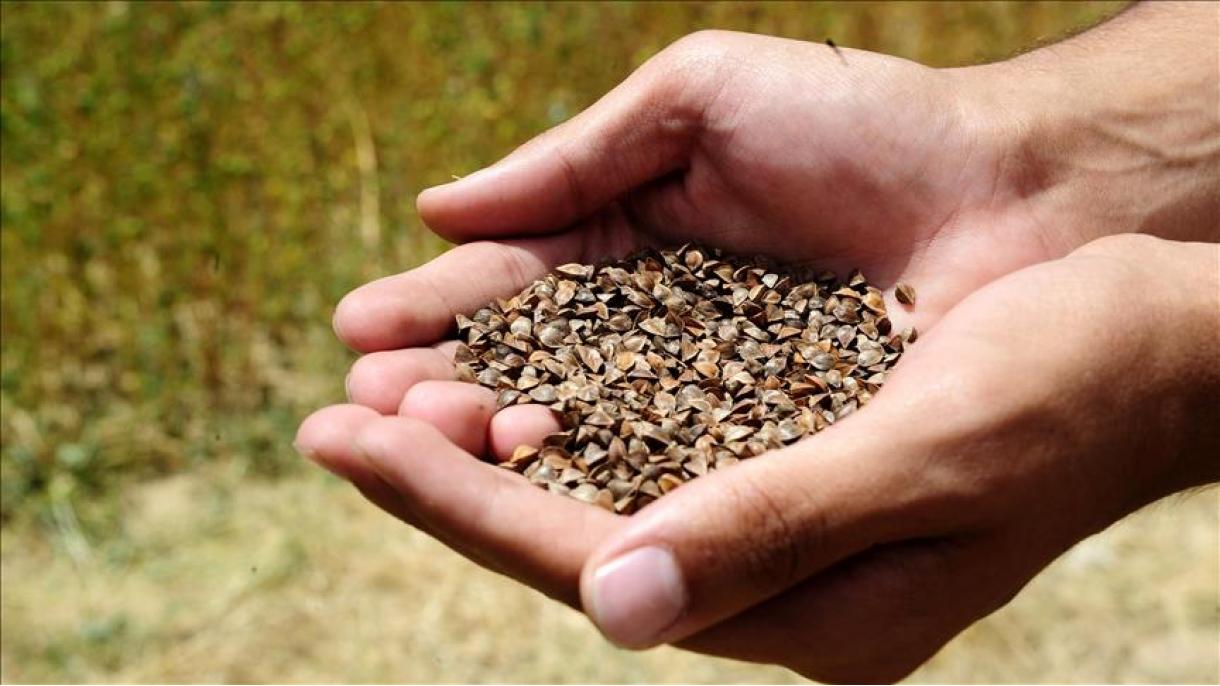 کاشت یک نوع گندم دارویی در استان عشاق ترکیه