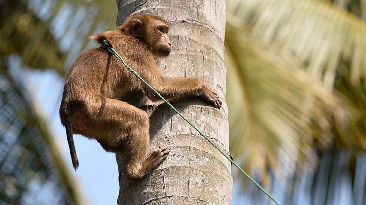 پلیس ویتنام 6 نفر را به اتهام خوردن یک میمون دستگیر کرد