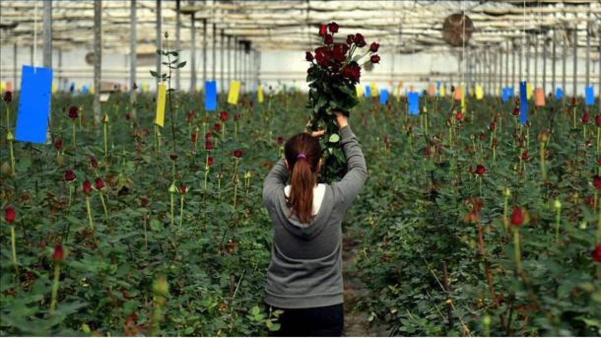 Setor de floricultura na Colômbia gera cerca de 130 mil empregos formais