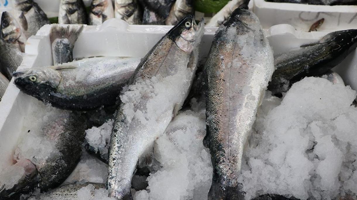 صادرات 692 تنی ماهی سالمون ترک در دوره ماه‌های ژانویه - مارس