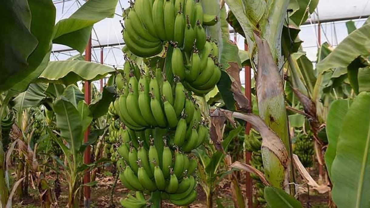 Kiemelkedik a banántermelés Türkiyében