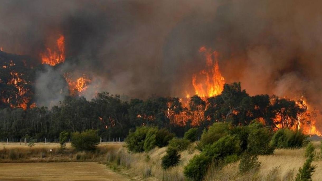 آسٹریلیا میں جنگلاتی آگ،نیوساوتھ ویلز میں ہنگامی حالت کا نفاذ