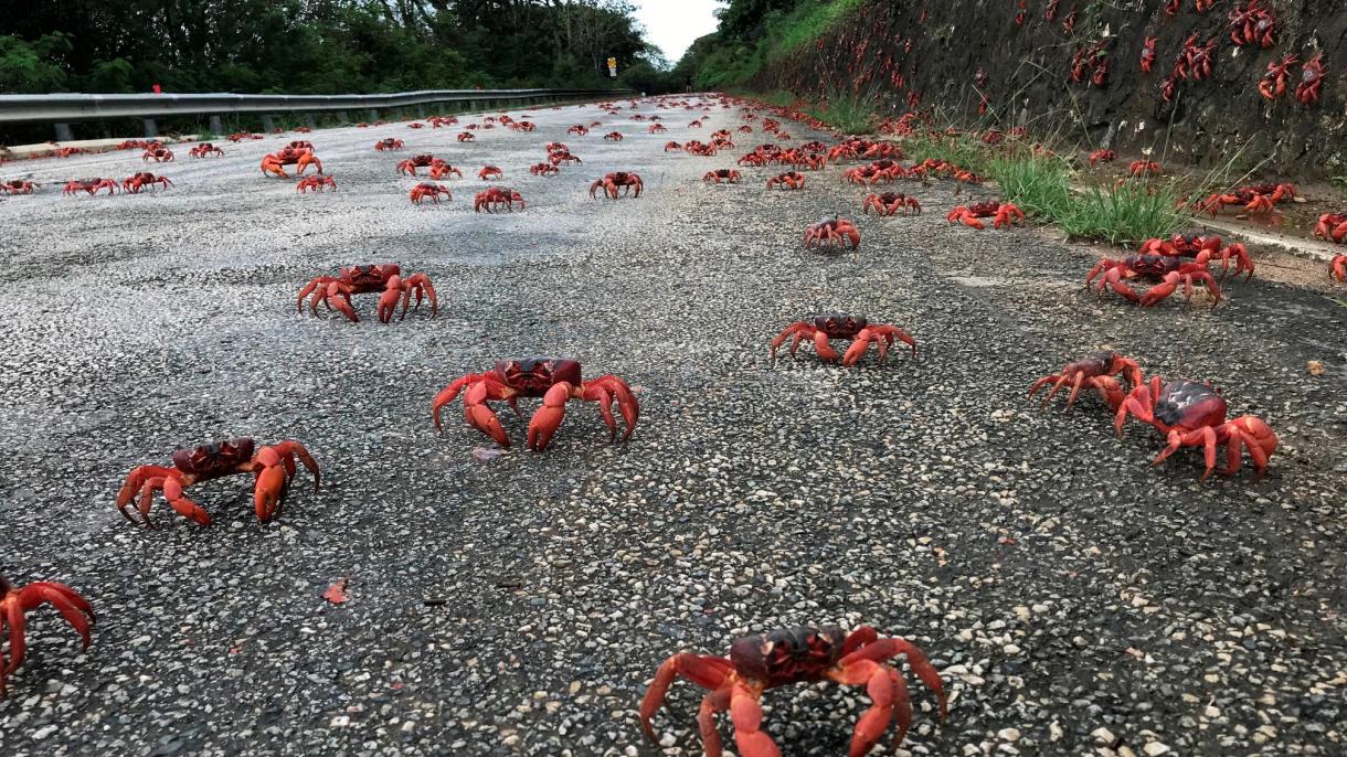 Se cubren totalmente todas las carreteras de la Isla de Navidad con cangrejos rojos