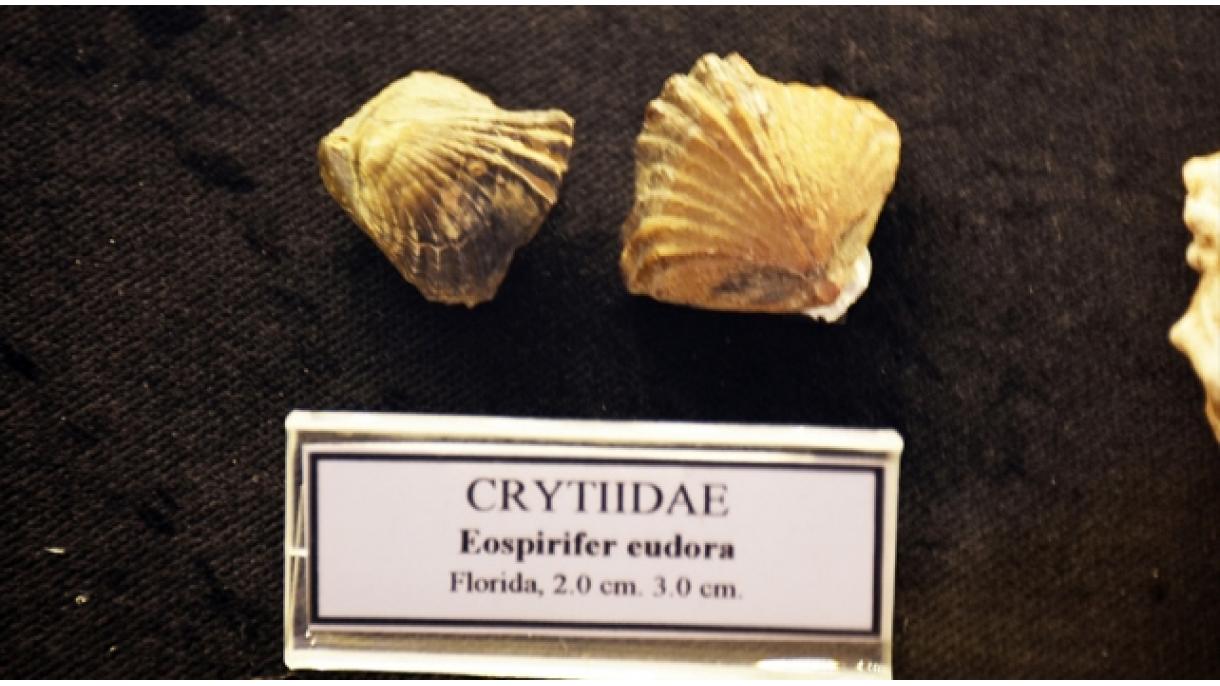 Fue encontrado un fósil de 460 millones de años en la colección de la concha marina