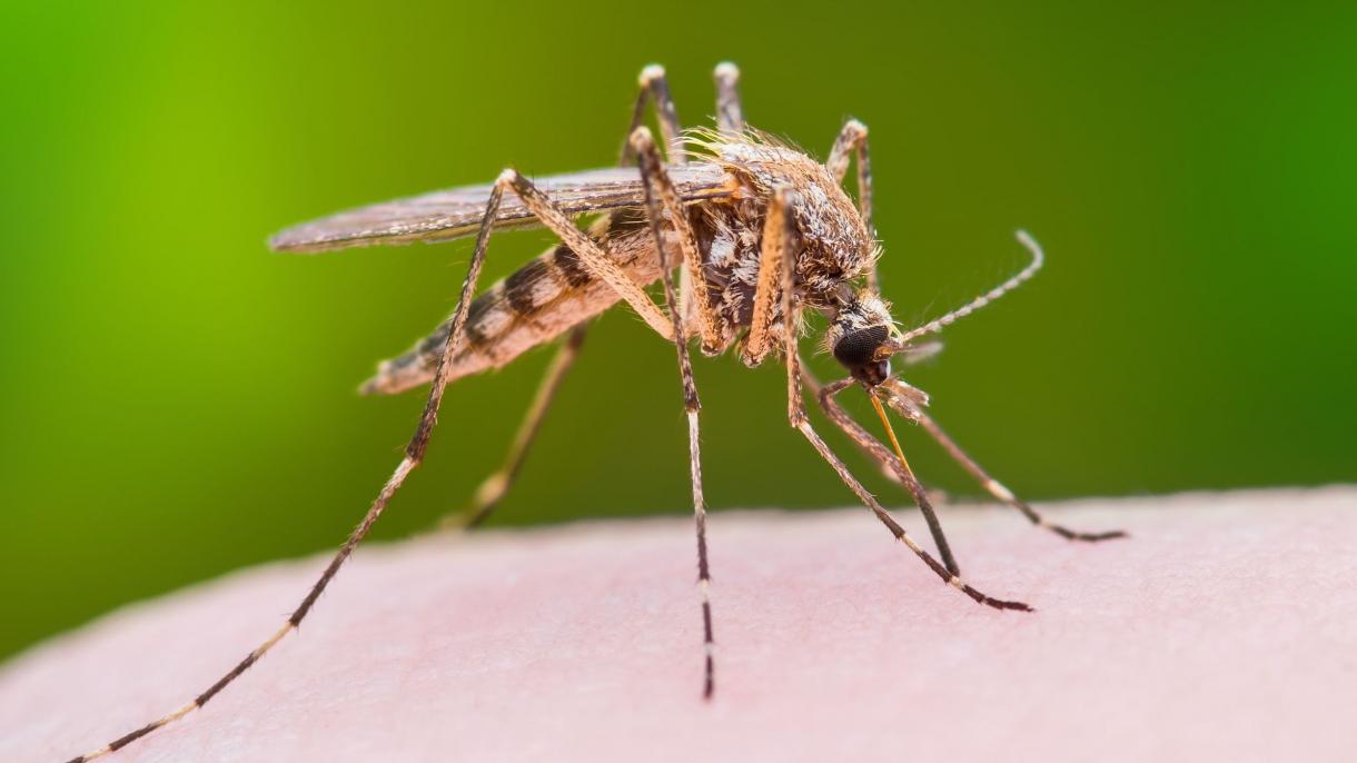 飓风过后 美国出现巨型蚊子多到杀死几百头牲畜