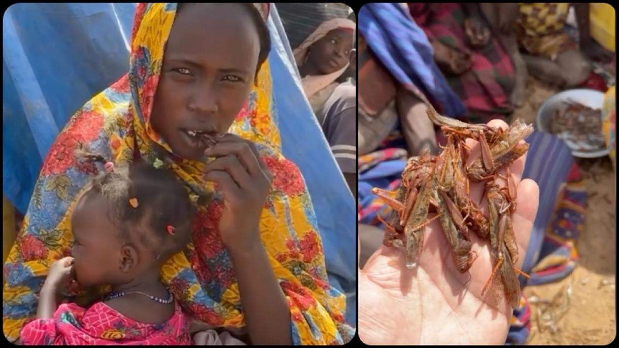 Судандыктар чегиртке жеп жан сактап жатат