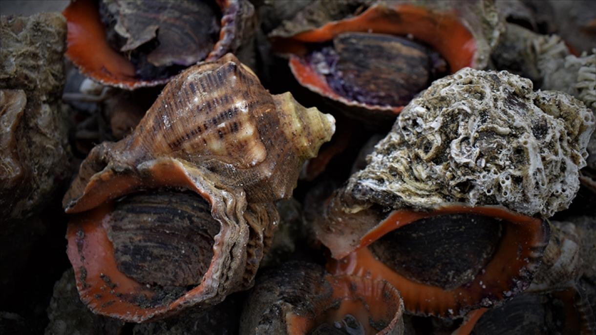 土耳其去年向中国出口海螺创汇逾172万美元