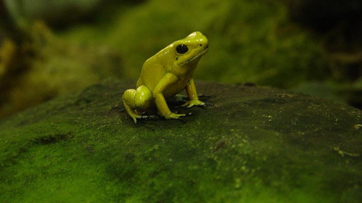 La primera rana fluorescente del mundo