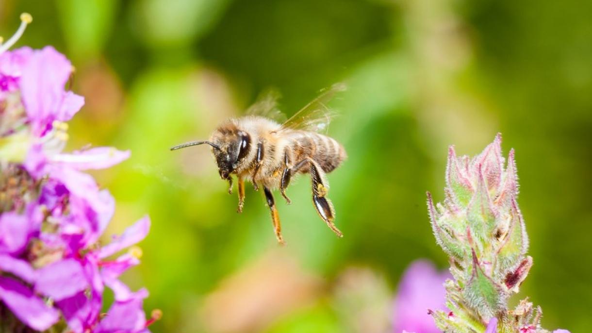 Un nuevo estudio muestra que el veneno de abeja mata a células agresivas del cáncer de mama