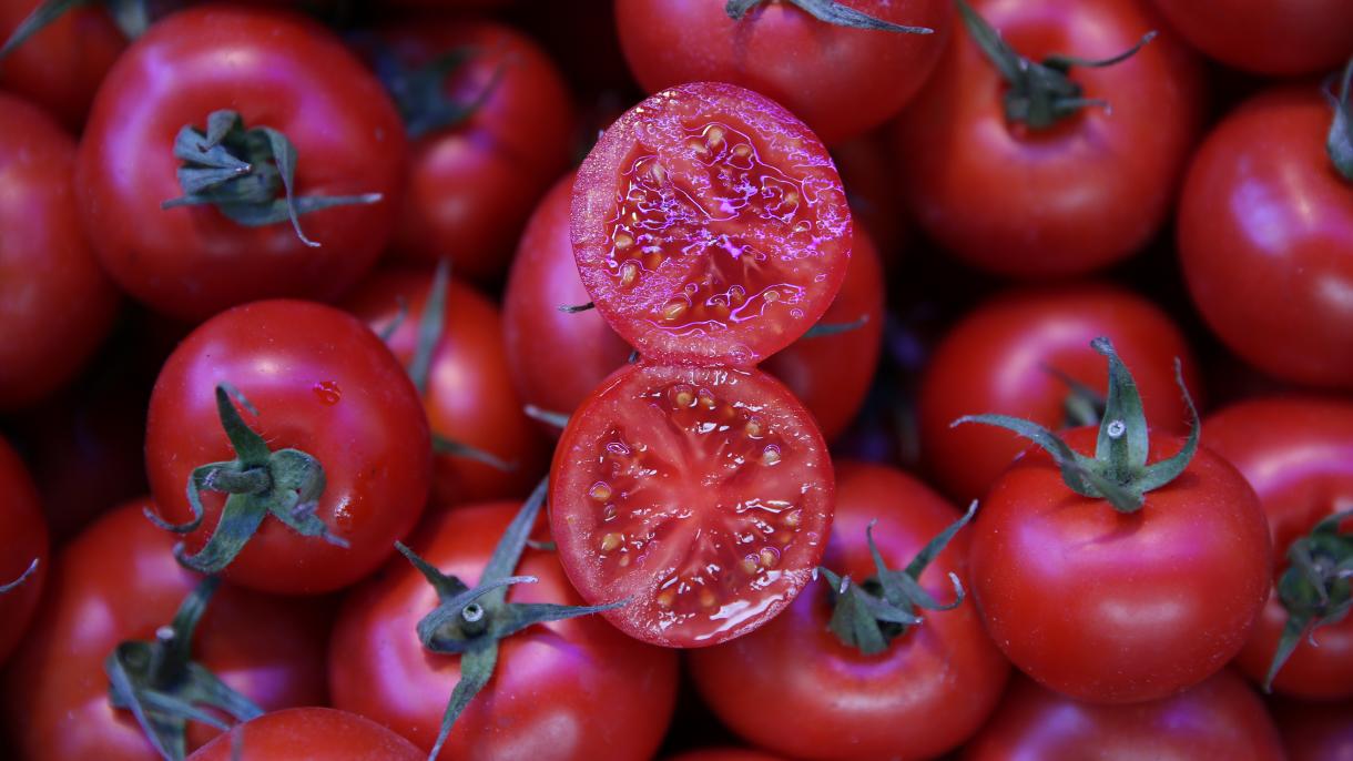 ¿Sabían que Turquía es el cuarto país productor de tomates del mundo?