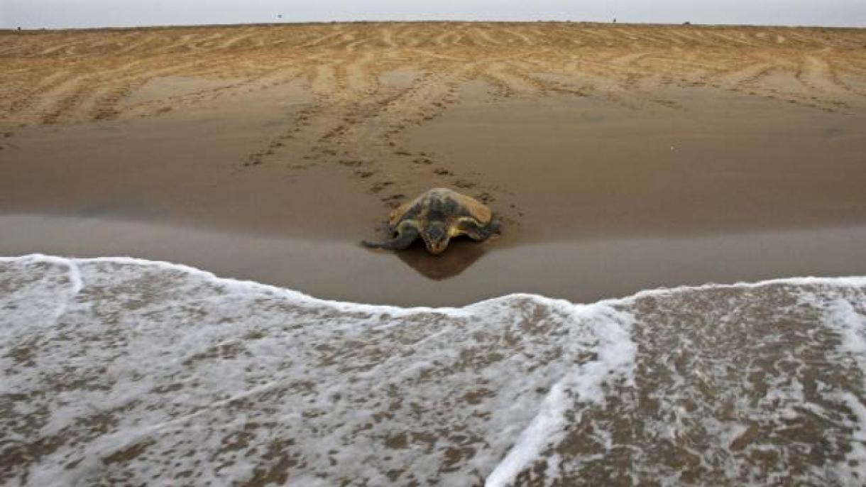 日本惊现30头死海龟