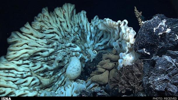 105 گونه دریایی دریای خزر در معرض خطر انقراض قرار دارد