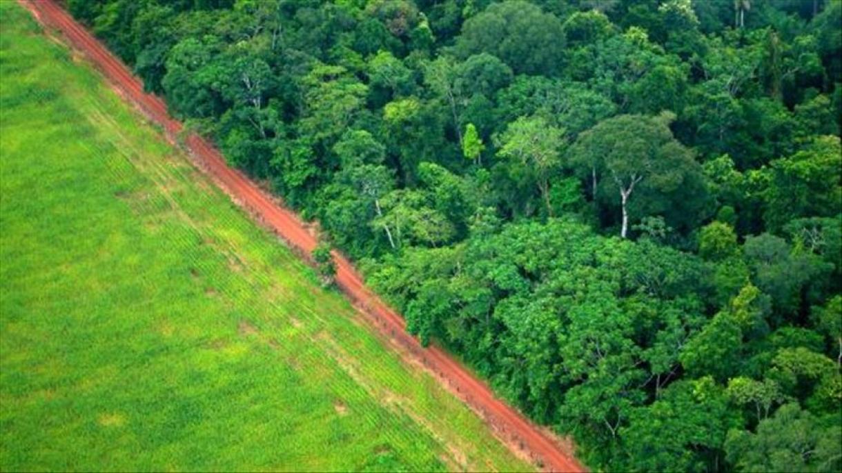La deforestación en Perú alcanzó las 147.000 hectáreas en 2019