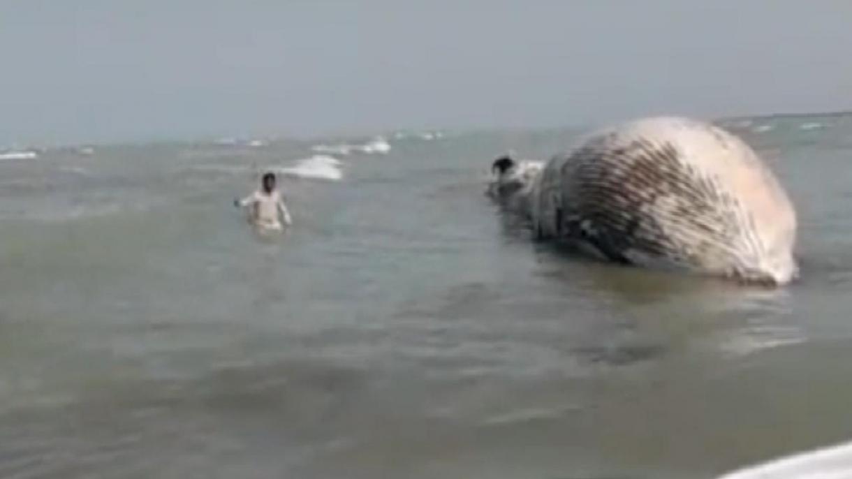 Пакистанда 13 метр узундуктагы кит жээкке чыкты