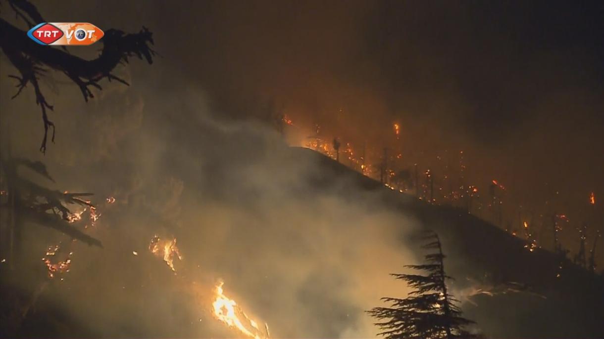 美国加州发生森林火灾