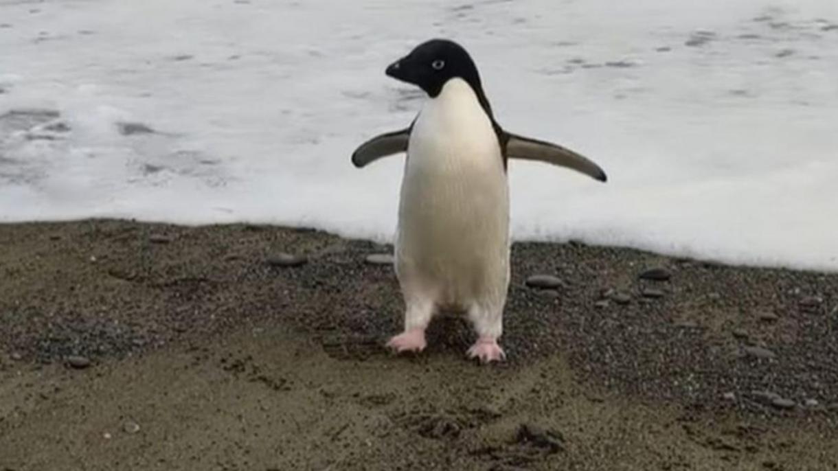 Bozlıqlarnıñ êrüennän pingvinnar zıyan kürä