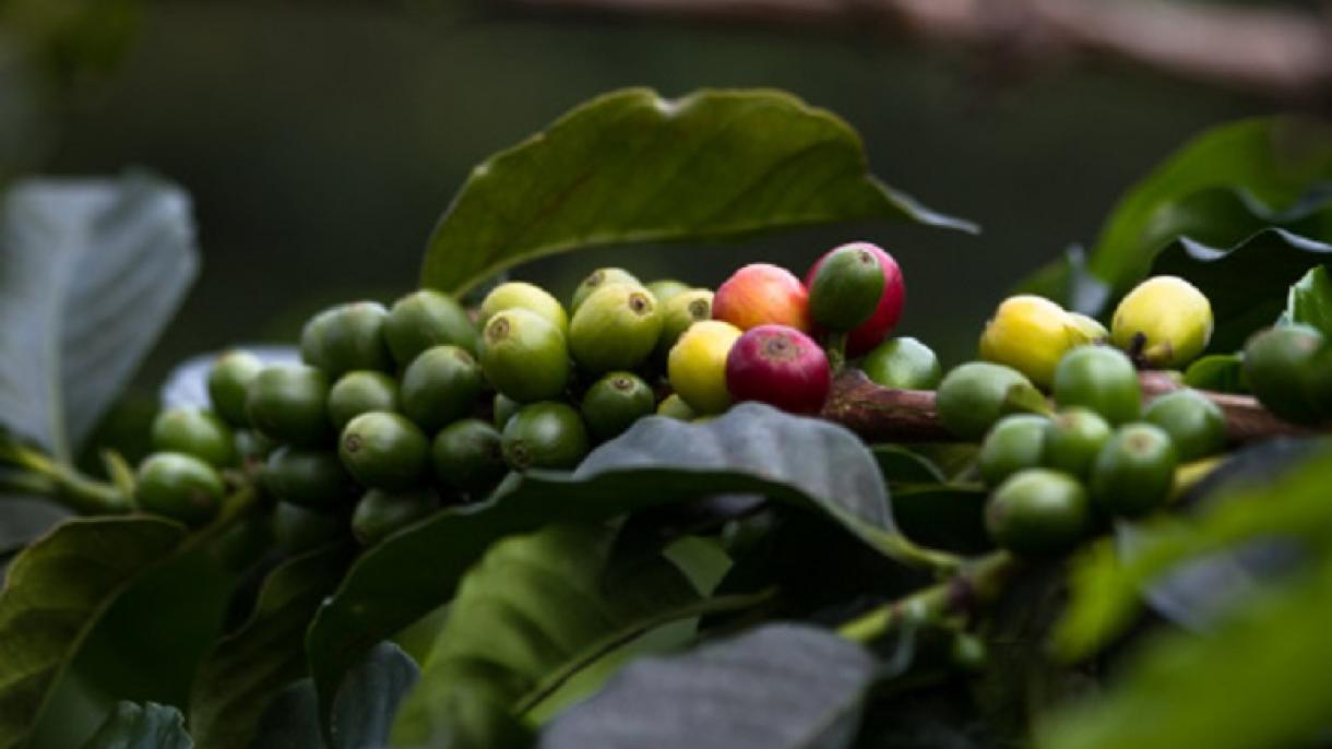El Café de Colombia irá a la reserva mundial de semillas en el Ártico