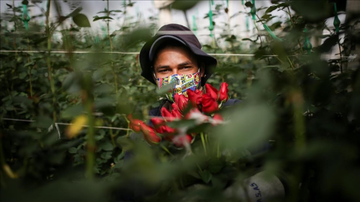 Floricultores esperan exportar 700 millones de tallos en el primer San Valentín de la pandemia